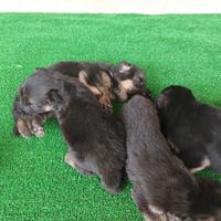 Cuccioli di pastore tedesco