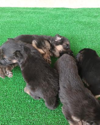 Cuccioli di pastore tedesco