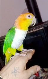 Caicco alleato a mano