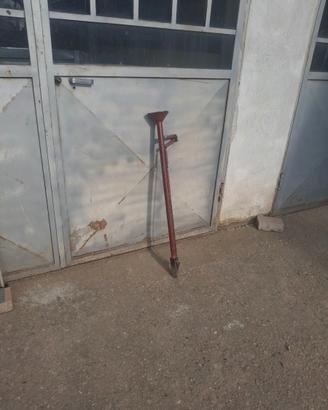 Canna pianta fagioli ecc.