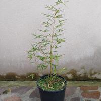 vaso bambù 
