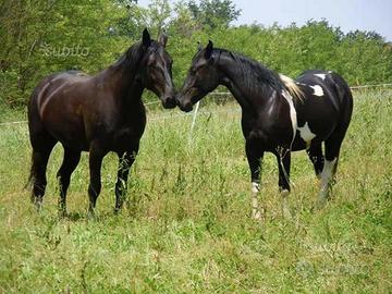 Cavalli Murgaint puledri 2026