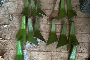 Raschiaterra viviani mpt