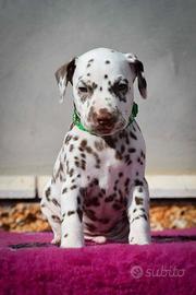 Cucciolo di dalmata con pedigree