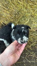 Cucciolo pastore lagorai / border colli
