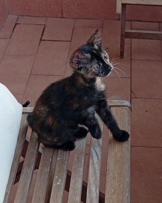 Si da in buoni mani una gattina nata il 12.06.26