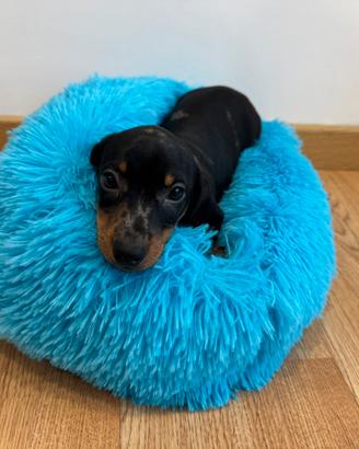 Bassotto arlecchino nano