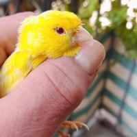 Canarino di razza giallo Isabella maschio occhio