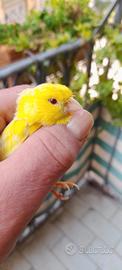 Canarino di razza giallo Isabella maschio occhio