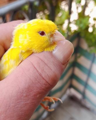 Canarino di razza giallo Isabella maschio occhio