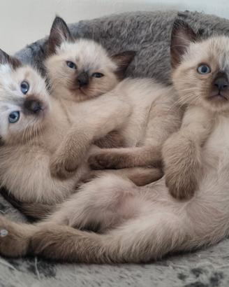 Gattini siamesi thai