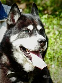 Animali