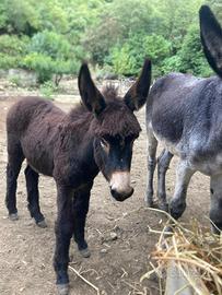 Vendita asino ragusano