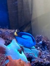 Pesce Paracanthurus Hepatus