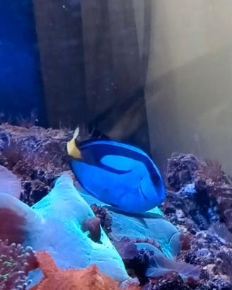 Pesce Paracanthurus Hepatus
