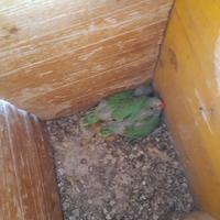 Pulli di parrocchetto dal collare