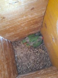 Pulli di parrocchetto dal collare