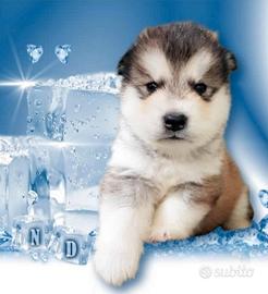 Alaskan Malamute cuccioli e cuccioloni