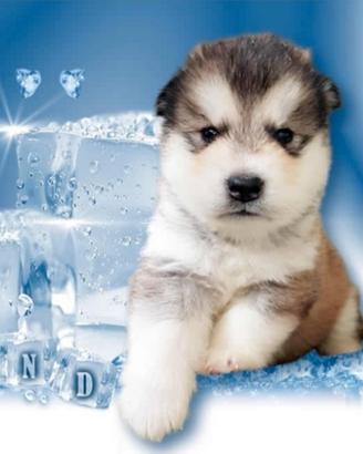 Alaskan Malamute cuccioli e cuccioloni