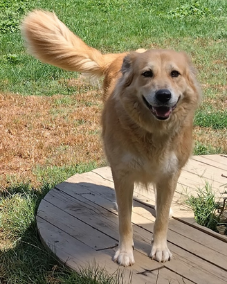 Cagnolona femmina