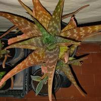 Aloe maculata