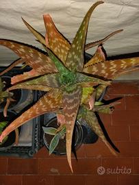 Aloe maculata