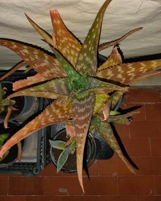 Aloe maculata