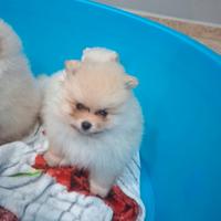 Volpino di Pomerania nano