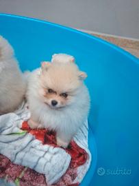 Volpino di Pomerania nano