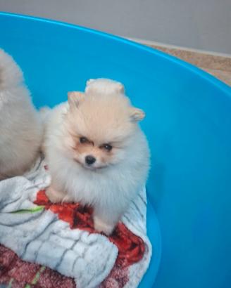 Volpino di Pomerania nano