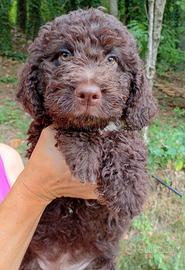 Lagotto romagnolo
