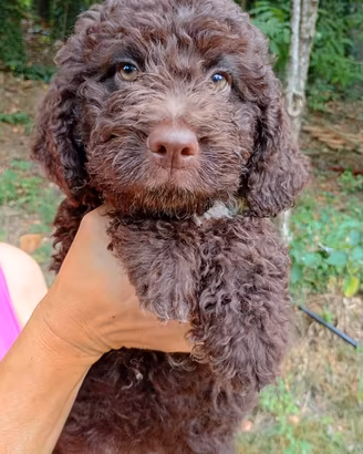 Lagotto romagnolo