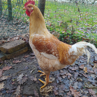 2 GALLI di circa 7 mesi