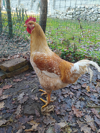 2 GALLI di circa 7 mesi