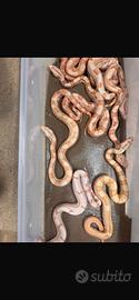 Boa constrictor