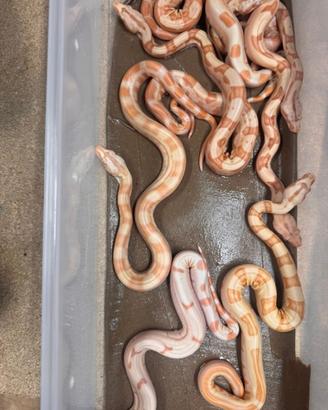 Boa constrictor