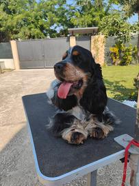 Cocker tricolore blu roano per monta