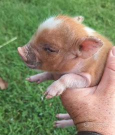 Mini maialini mini pig juliana