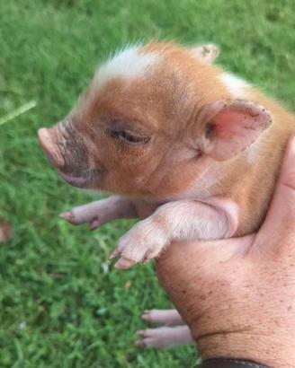 Mini maialini mini pig juliana