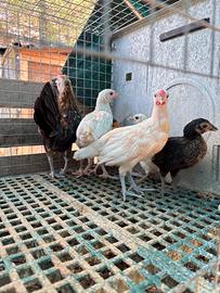 Galline