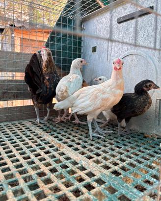 Galline