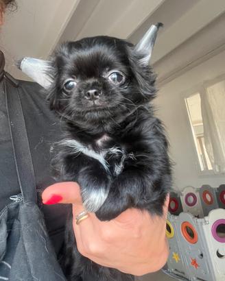 Chihuahua