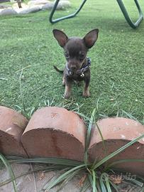 Pincher chocolate mini toy