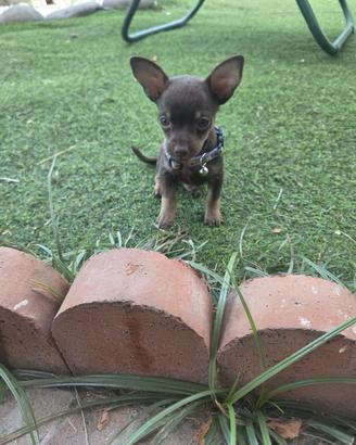Pincher chocolate mini toy
