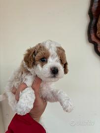 Barboncini toy e mini toy