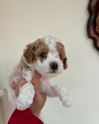 Barboncini toy e mini toy