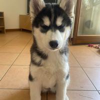 Cucciola di Husky Siberiano - 3 mesi