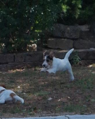 Cucciole jack russel terrier