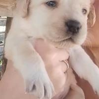 Labrador femmine