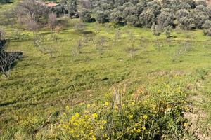 Terreno Edificabile residenziale di 4600 metri